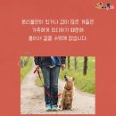 착한강아지 이미지