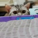 멍구야 놀자 이미지