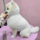 봄날의 댕댕이 이미지