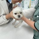 튼튼동물병원 이미지