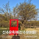 도립리 육괴정 | 이천 백사 산수유축제 산수유마을 개화 현황 봄나들이 명소
