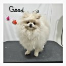 멍스베리 이미지