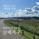 이마트24 남양주메가몰점 | [남양주] 한강공원삼패지구 :: 백일홍 황화코스모스 9월 개화 상황