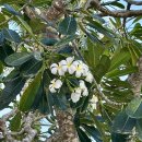 쿠키피시카페 | 괌 3박 4일 4일차 두짓비치 피시아이 서울식당 롱혼스테이크하우스