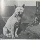 진도견나라 이미지