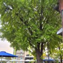 매동초등학교 | 경복궁역 서촌 테라스 카페 스태픽스 은행나무 단풍 현황과 주차 정보