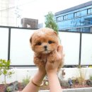 더나은펫샵 이미지