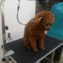 고Dog