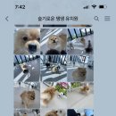 슬기로운 댕댕 유치원 이미지