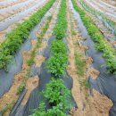 인선농장 이미지