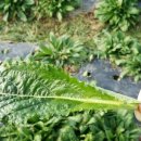 용운농장 이미지