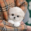 금산애견용품 | 금산애견분양 말티푸, 우리 가족에게 잘 맞는 반려견을 만난 후기