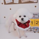 알콩달콩 애견미용실 이미지