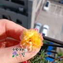 골드터치 Daum카페