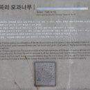 창원 인곡리 모과나무 이미지