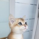 야옹의형태