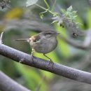 소청도의 솔새사촌(Dusky Warbler) 이미지