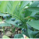 토종흑염소농장 이미지