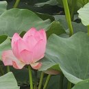 상지말저수지 이미지