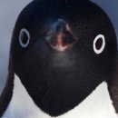 댕댕이미용 이미지