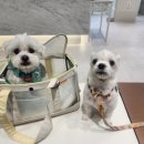 삼성펫클리닉 이미지