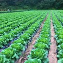 덕산뚜드리마을 영농조합법인 이미지