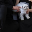 11650-17-35-7 | W 17. 광주 웨딩촬영 후기 | 헤이허니 1호점 오전 촬영(애견동반) · 르베뉴 메이크업