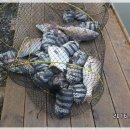 등대바다낚시터 이미지