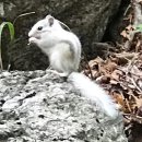 181004 십년 만에 발견된... 설악산 ‘알비노다람쥐’ 이미지