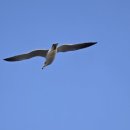 해미-비상-1 이미지