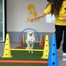 옐레드 애견유치원 애견호텔 하남미사점 | 하남애견유치원 미사애견유치원 하남애견호텔 옐레드 하남미사점 반려동물 추천 후기