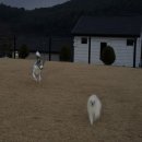 스테이 하루 | [가평 스테이하루] 반려견과 첫 여행! 완벽한 힐링여행 + 잔디운동장 최고!