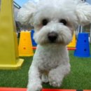 퍼피아이애견 이미지