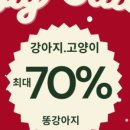 김해 강아지분양 고양이분양 똥강아지 이미지