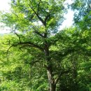 치악산둘레길 5코스 서마니강변길 이미지