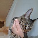 고양이호텔코자냥 이미지