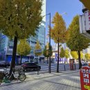 은행나무약국 이미지