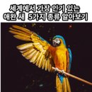 애완 조류 이미지