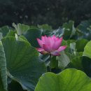 개화농장 이미지