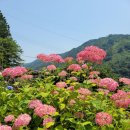 수국 꽃들 이미지