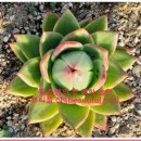 철화농장 이미지