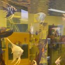 엔젤인어항 이미지