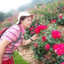 도담공원 이미지