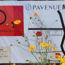 파베뉴(Pavenue) 이미지