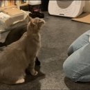 규펫