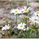 가향펜션 이미지