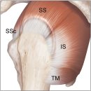 회전근개 구조 이미지