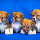 강아지꿈 이미지