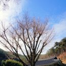 진주 정평리 무환자나무 이미지