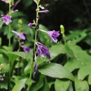 들꽃향기오두막 이미지